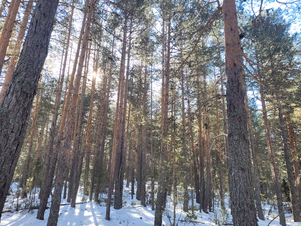 Pinar de montaña con nieve bajo el arbolado