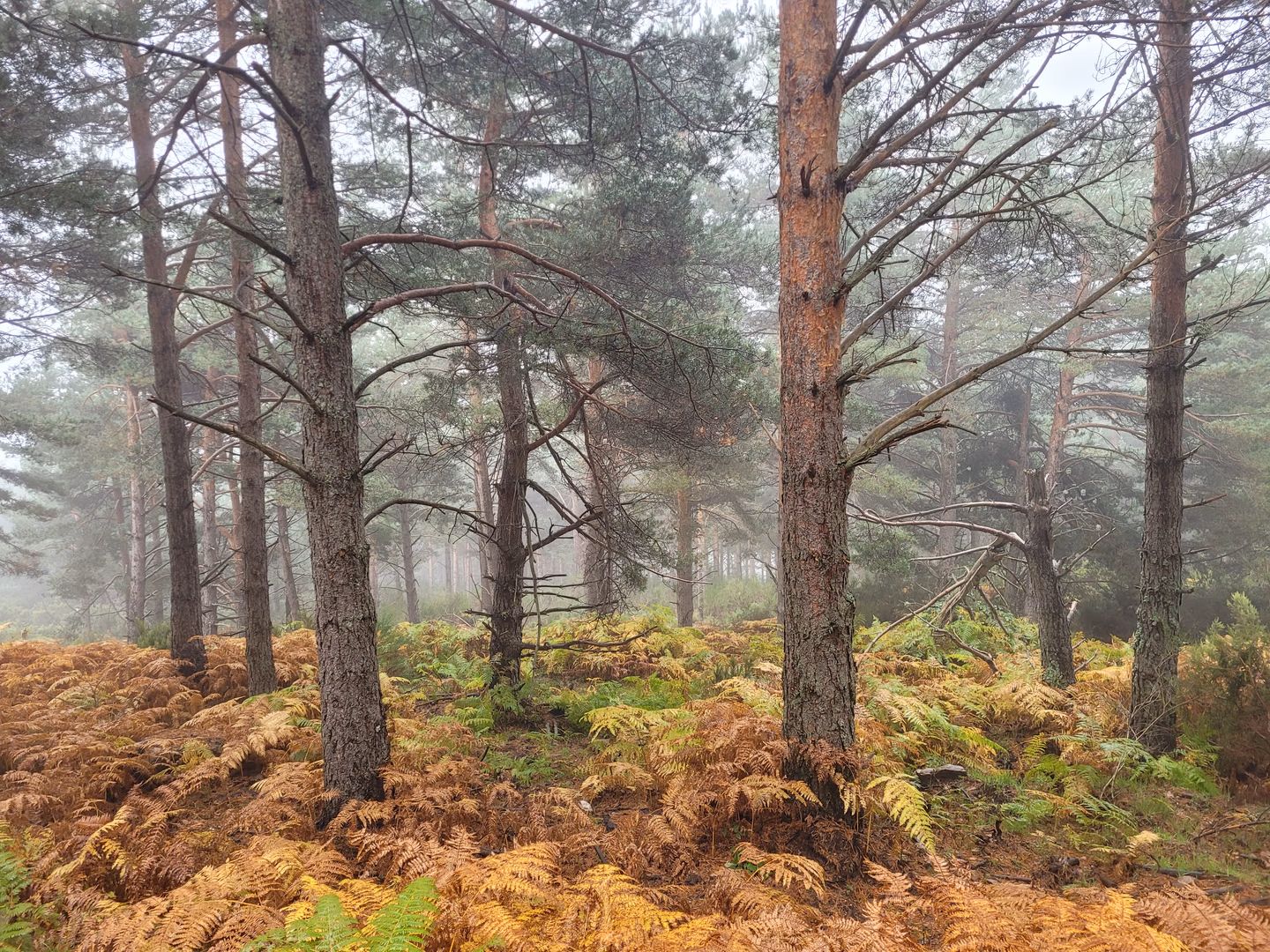 Pinar con helechos de otoño en un ambiente de niebla