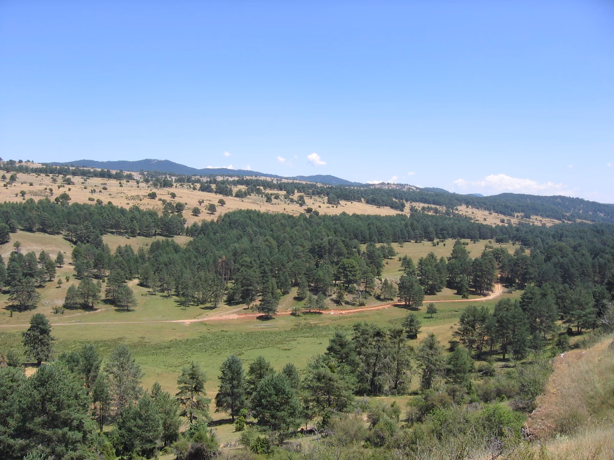 Paisaje forestal con masas de pinar y claros de pastizal